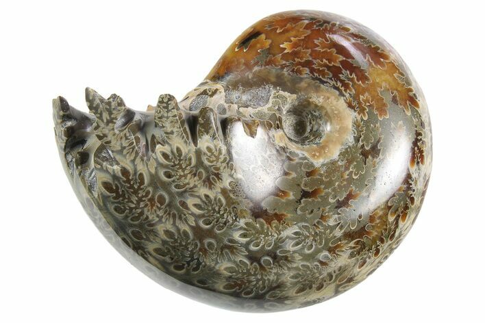 Polished Ammonite (Phylloceras) Fossil - Madagascar #297090